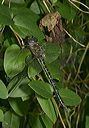 swamp_darner2171