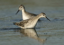 wilson_s_phalarope2583