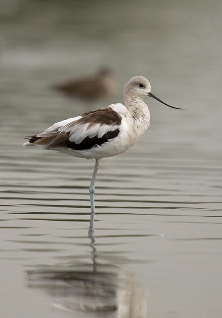 american_avocet3480.jpg