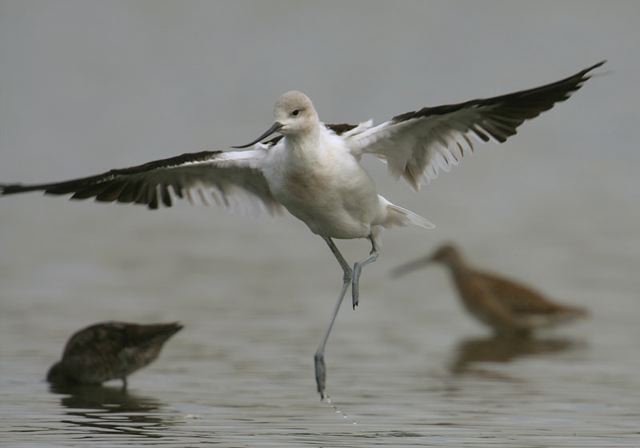 american_avocet3495.jpg