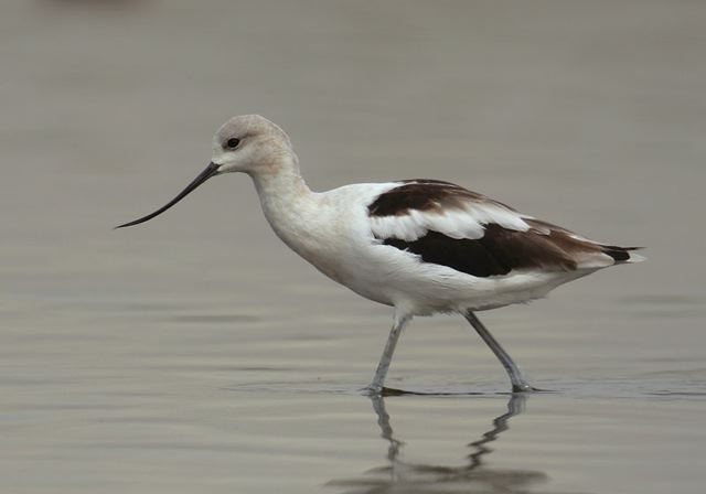 american_avocet3500.jpg