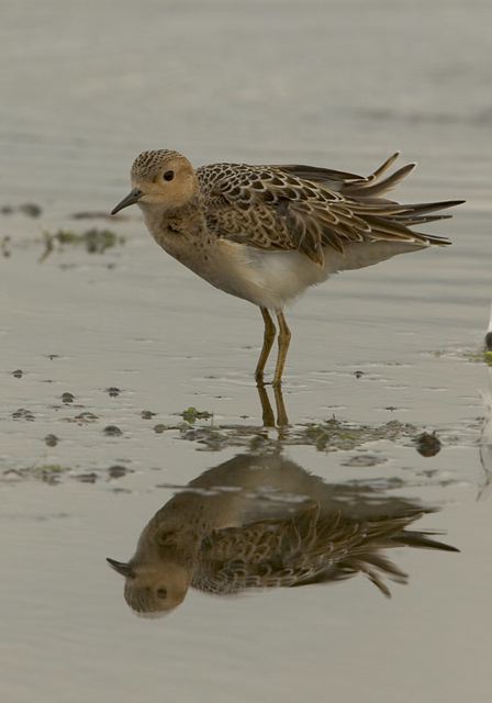 buff-breasted_sandpiper3557.jpg