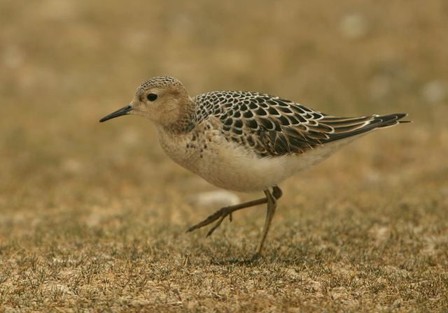 buff-breasted_sandpiper3600.jpg