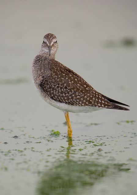 lesser_yellowlegs3298.jpg