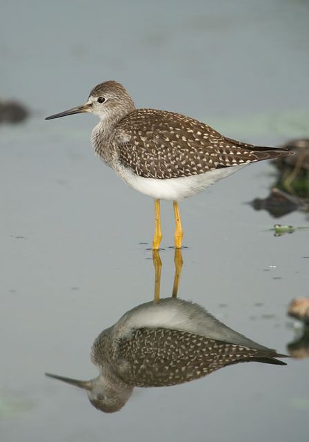 lesser_yellowlegs3352.jpg