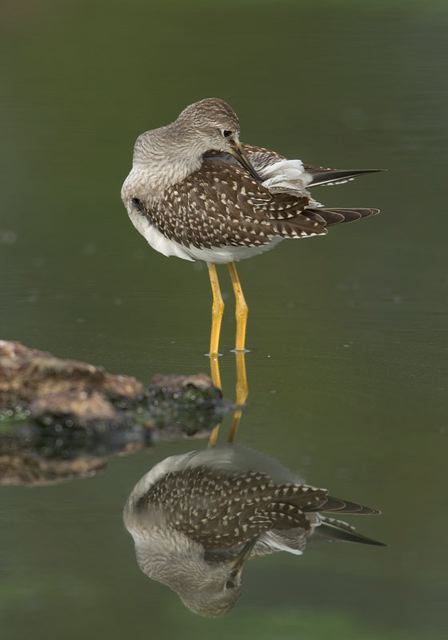 lesser_yellowlegs3358.jpg