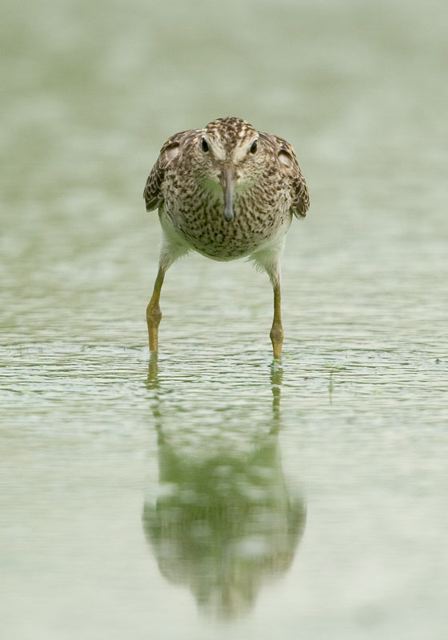 pectoral_sandpiper3423.jpg