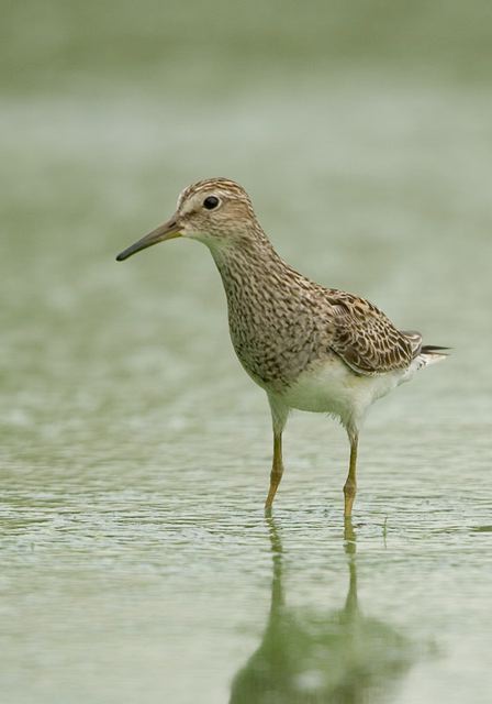 pectoral_sandpiper3426.jpg