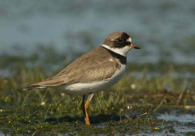 semipalmated_plover2725.jpg