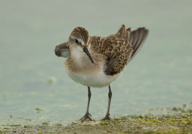 semipalmated_sandpiper3349.jpg