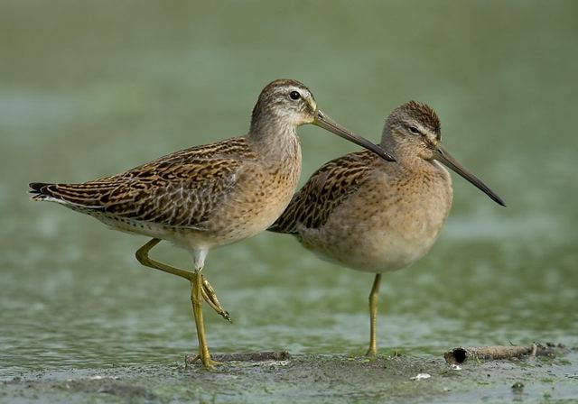 short-billed_dowitcher3394.jpg