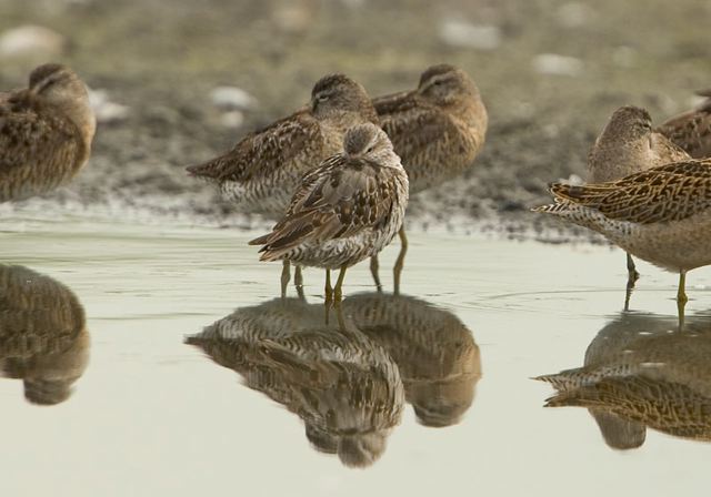 stilt_sandpiper3444.jpg