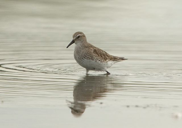 white-rumped_sandpiper3513.jpg