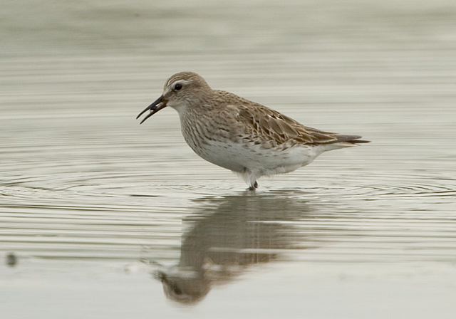 white-rumped_sandpiper3515.jpg