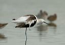 american_avocet3469