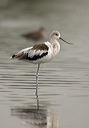 american_avocet3480