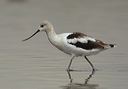 american_avocet3500