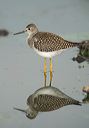 lesser_yellowlegs3352