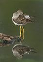 lesser_yellowlegs3358