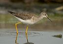 lesser_yellowlegs3363