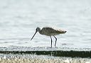 marbled_godwit2666