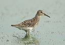 pectoral_sandpiper3373