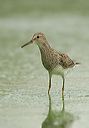 pectoral_sandpiper3426