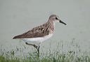 semipalmated_sandpiper3313