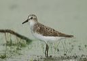 semipalmated_sandpiper3324