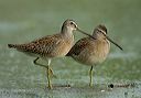 short-billed_dowitcher3394