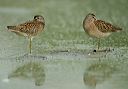 short-billed_dowitcher3400