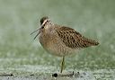 short-billed_dowitcher3408