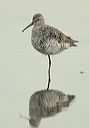 stilt_sandpiper3508