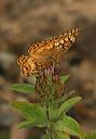 variegated_fritillary3617