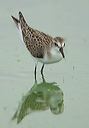 white-rumped_sandpiper3336