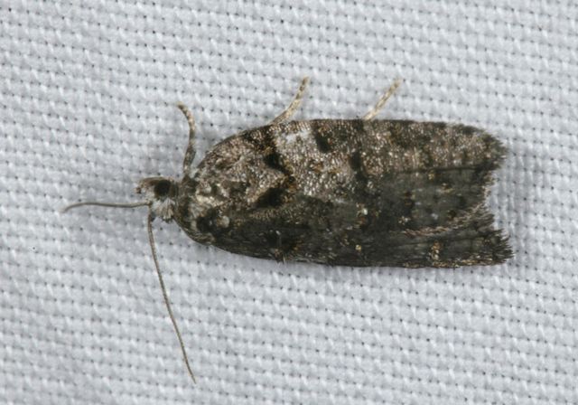 acleris_sp4206.jpg