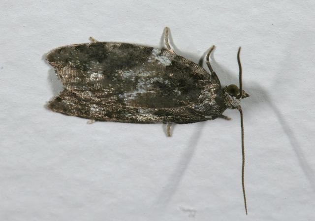 acleris_variana3979.jpg