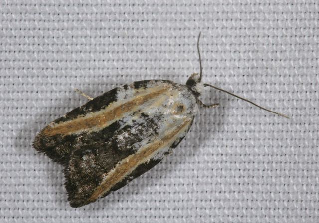 acleris_variana4215.jpg