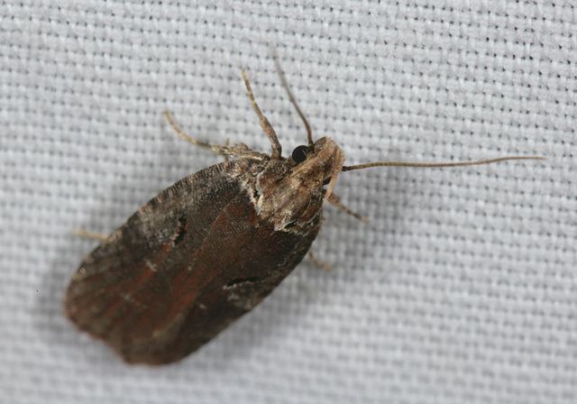 agonopterix_lythrella4277.jpg