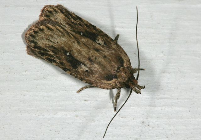 agonopterix_pulvipenn_460de.jpg