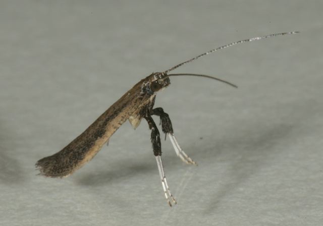 caloptilia_sp4104.jpg