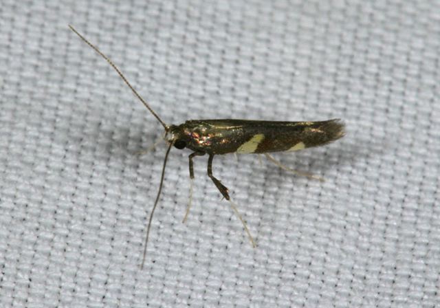 caloptilia_sp4216.jpg