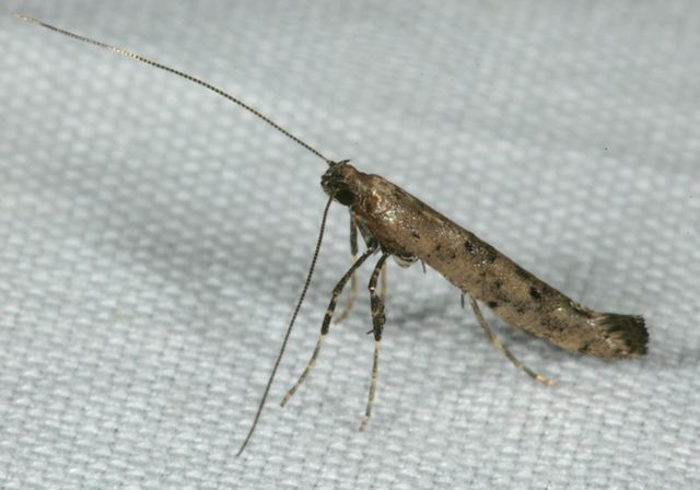 caloptilia_sp4254.jpg