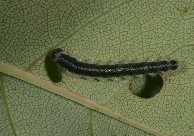 caterpilar3952.jpg