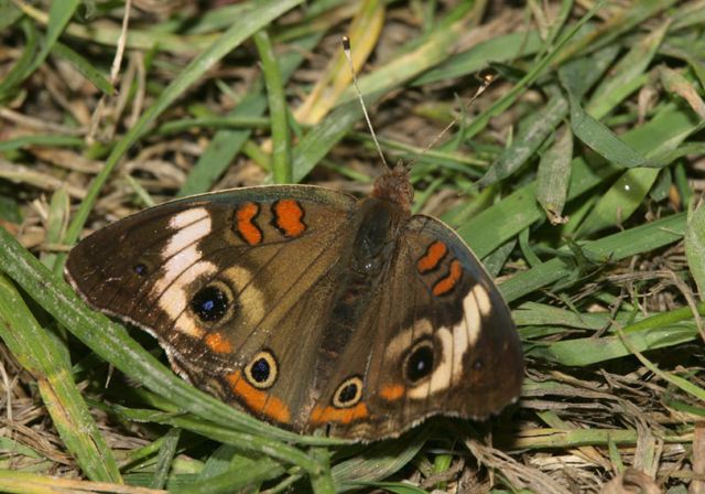 common_buckeye4373.jpg