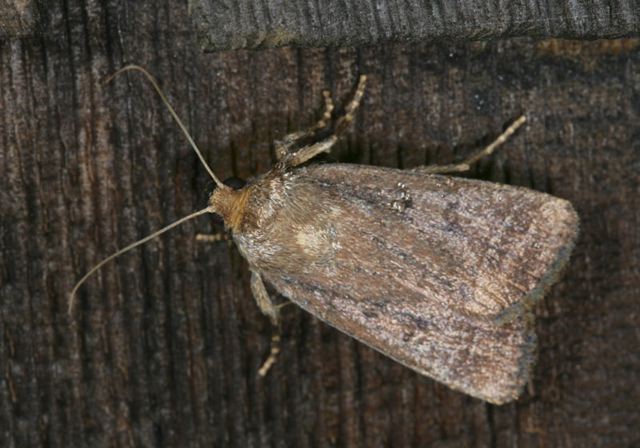 moth3931.jpg