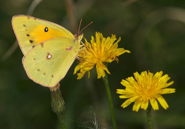 orange_sulphur4536.jpg