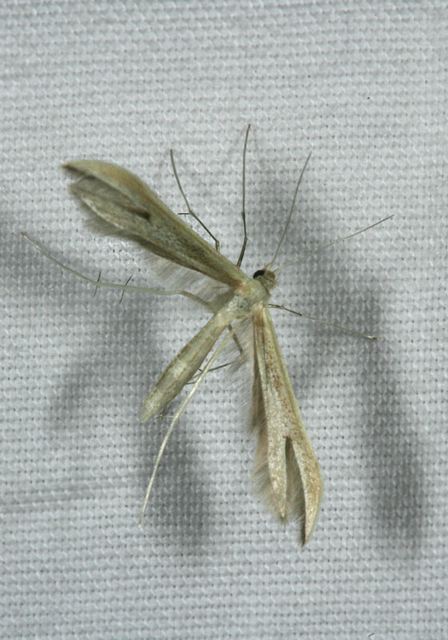 plume_moth4293.jpg