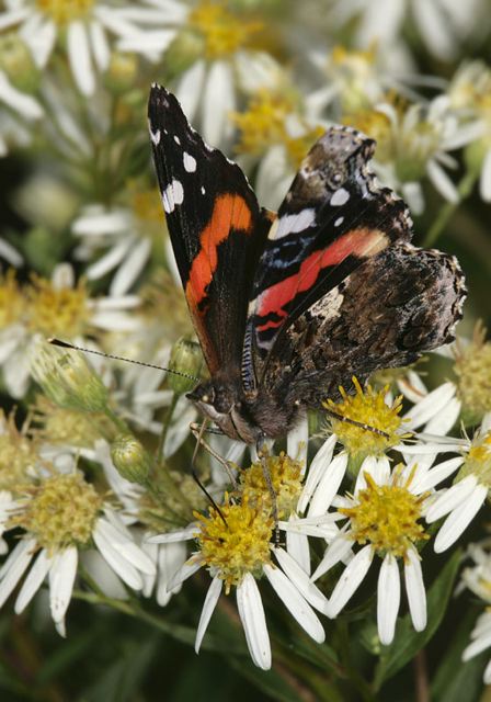 red_admiral4519.jpg