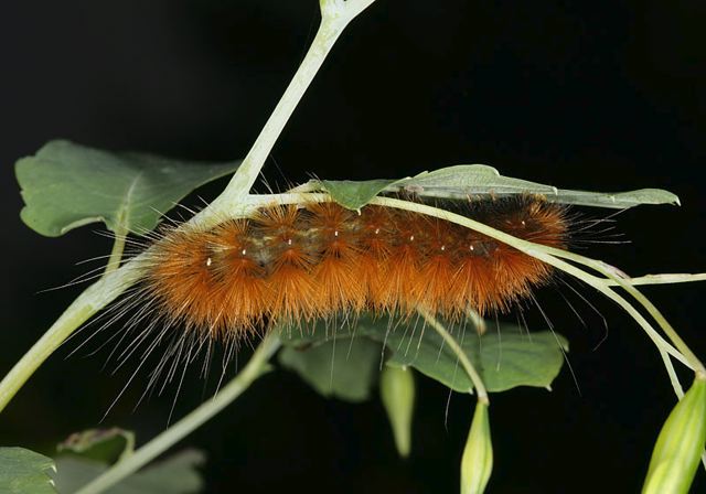 spilosoma_virginica3925.jpg